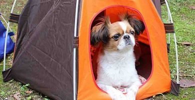 Tiendas de campaña para perros